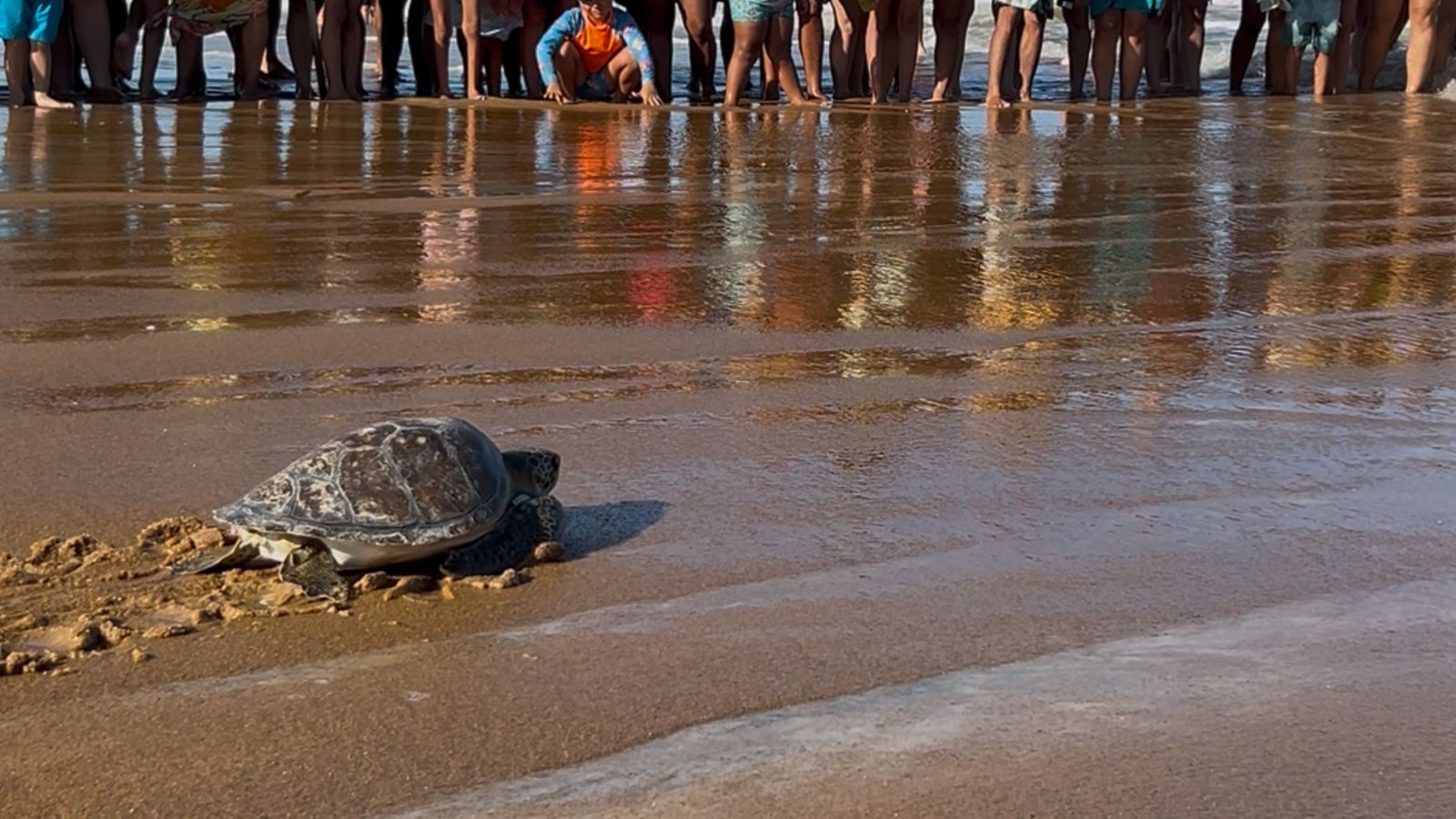 Projeto ambiental devolve tartaruga-verde ao mar após vencer doença causada pela poluição